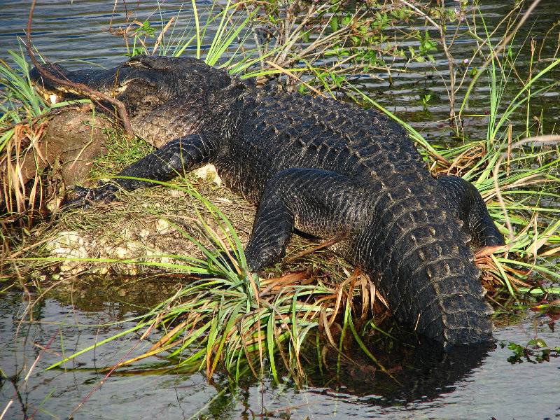 alligator2.jpg