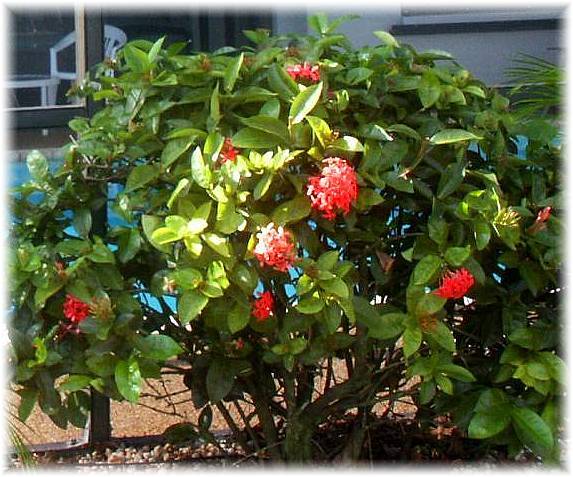 hibiscus.jpg
