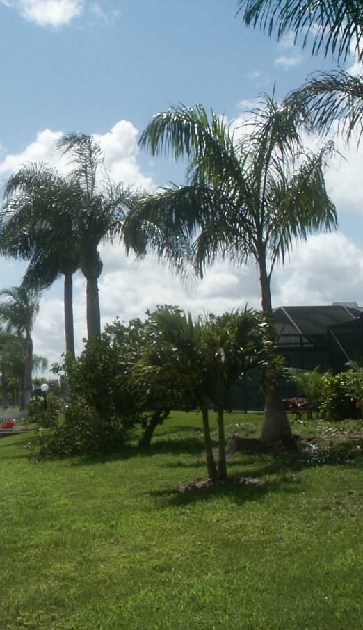 palmtrees.jpg