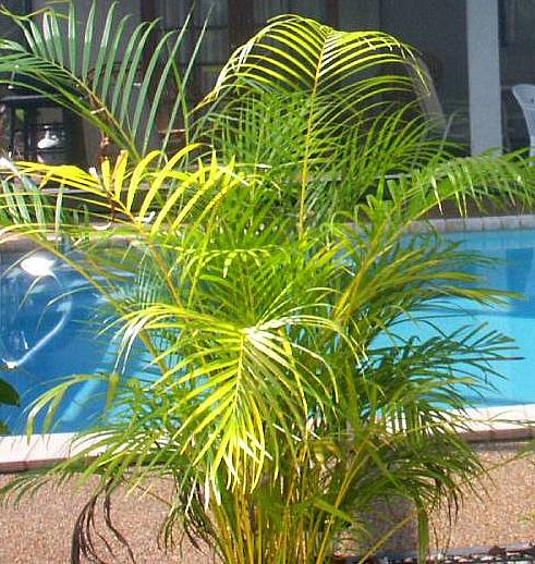 pict3149palm.jpg