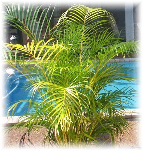 pict3149palme2.jpg